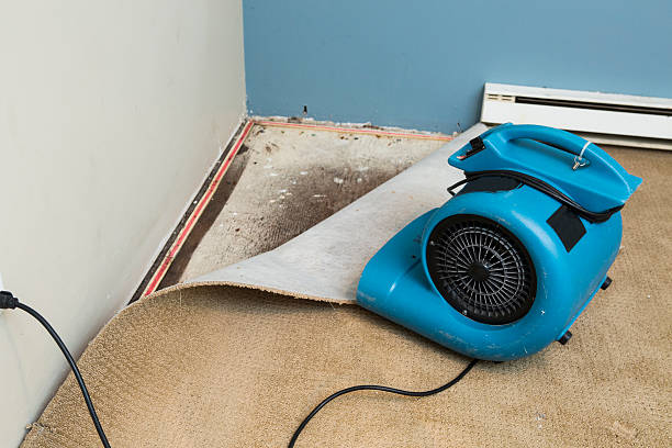 Best 24/7 water damage repair  in Carle Place, NY